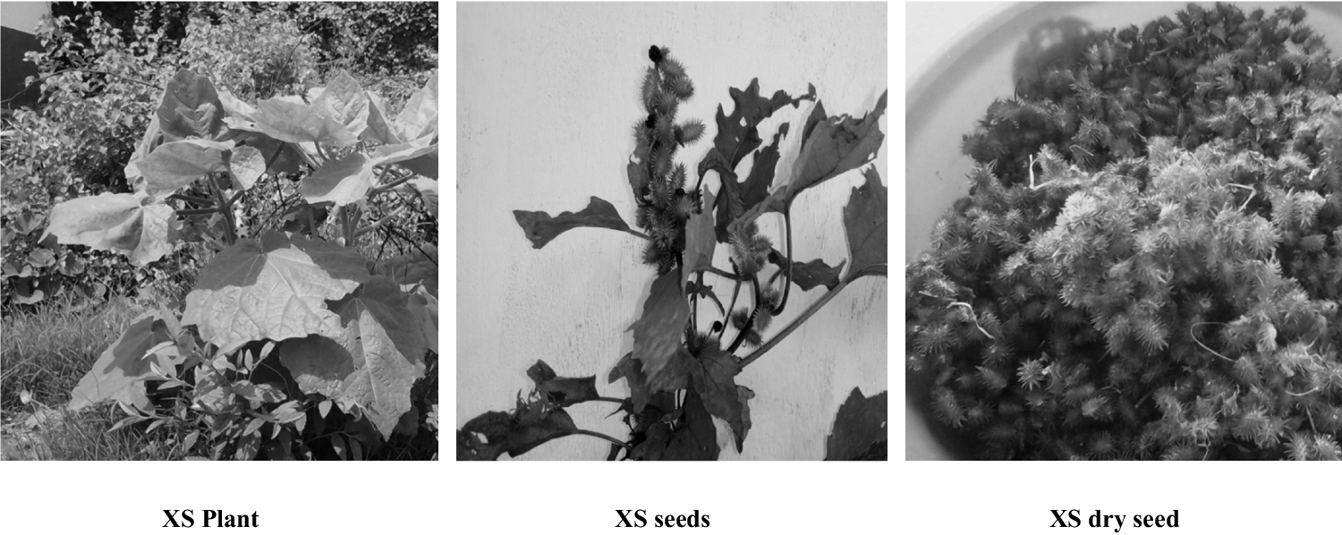 dye-disappearing-act:-unveiling-the-mystique-of-acid-violet-4bs-adsorption-with-xanthium-strumarium-–derived-activated-carbon-–-springer