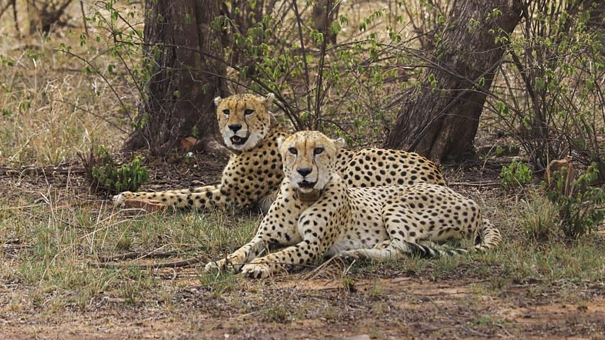 what-is-the-current-status-of-the-introduction-of-african-cheetahs?