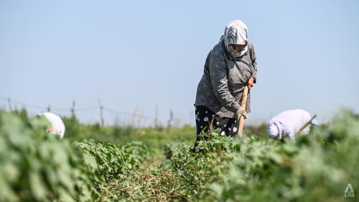 the-female-cotton-pickers-behind-your-clothes-–-and-the-climate-change-threat-they-face-in-azerbaijan