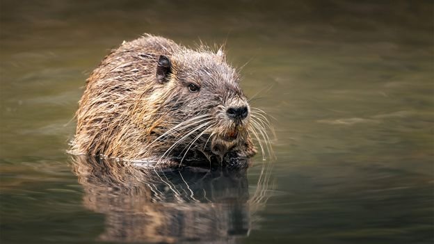 how-a-soviet-swamp-rat-scheme-for-azerbaijan-went-horribly-wrong