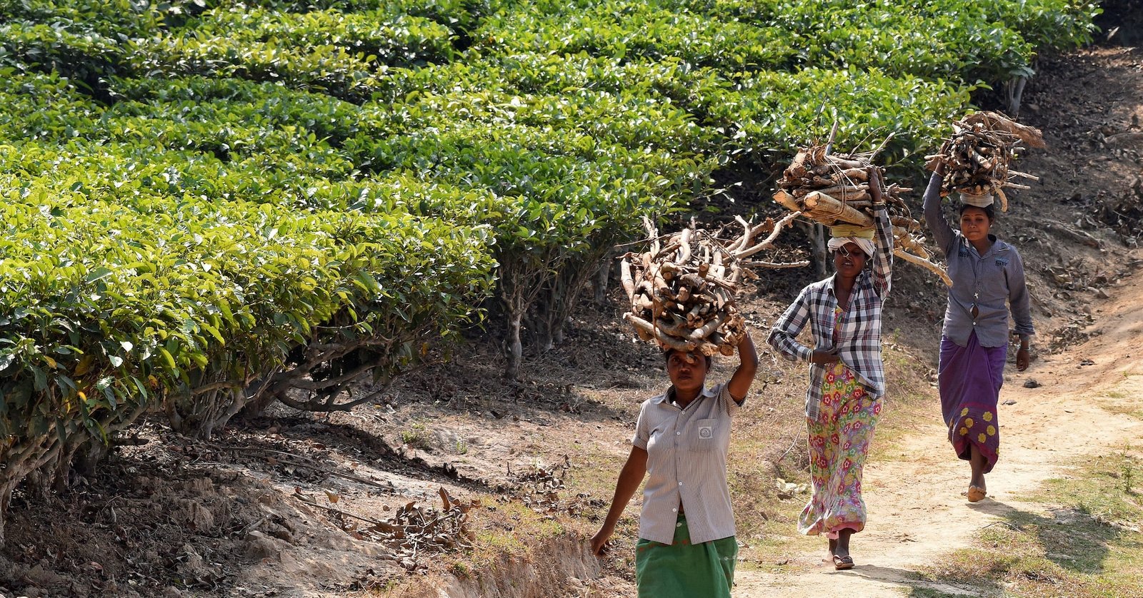 india’s-2024-tea-output-drops-7.8%,-lifts-average-prices