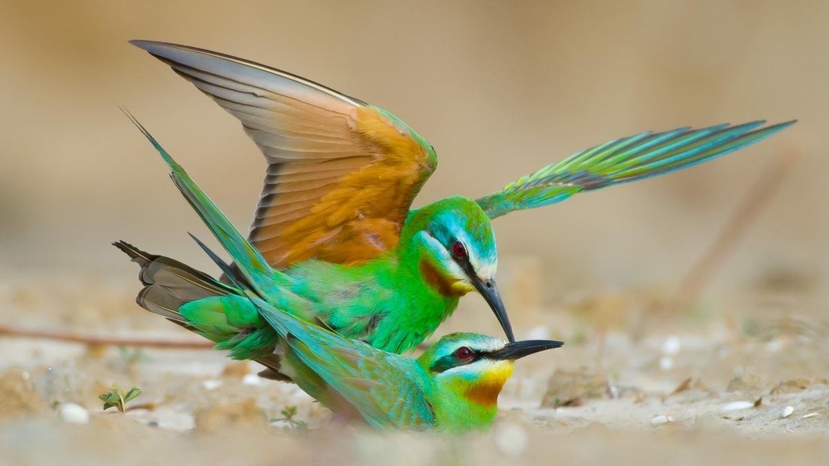 first-breeding-record-of-blue-cheeked-bee-eater-discovered-in-peninsular-india