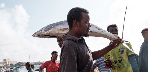 Local and global cost of illegal tuna fishing off Somalia’s coast