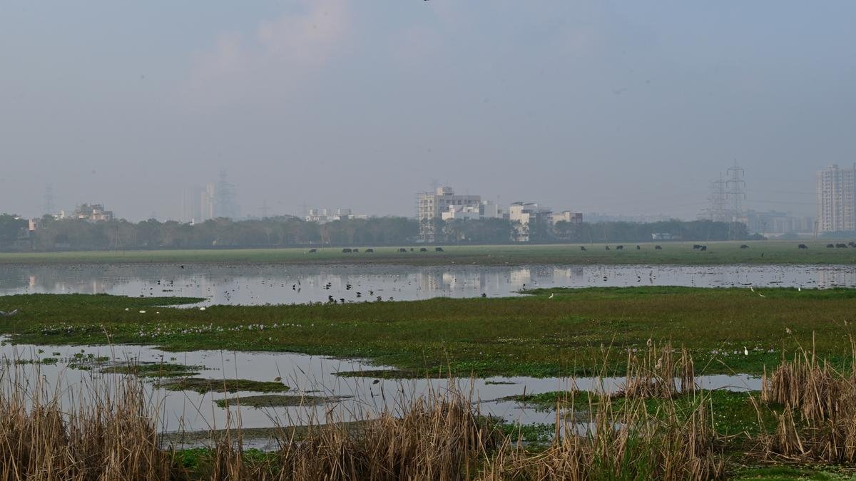 the-necessity-of-mainstreaming-wetland-conservation