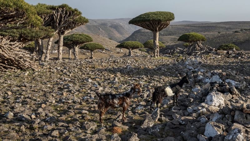 these-dragon’s-blood-trees-exist-in-only-one-place-on-earth.-now-their-survival-is-under-threat
